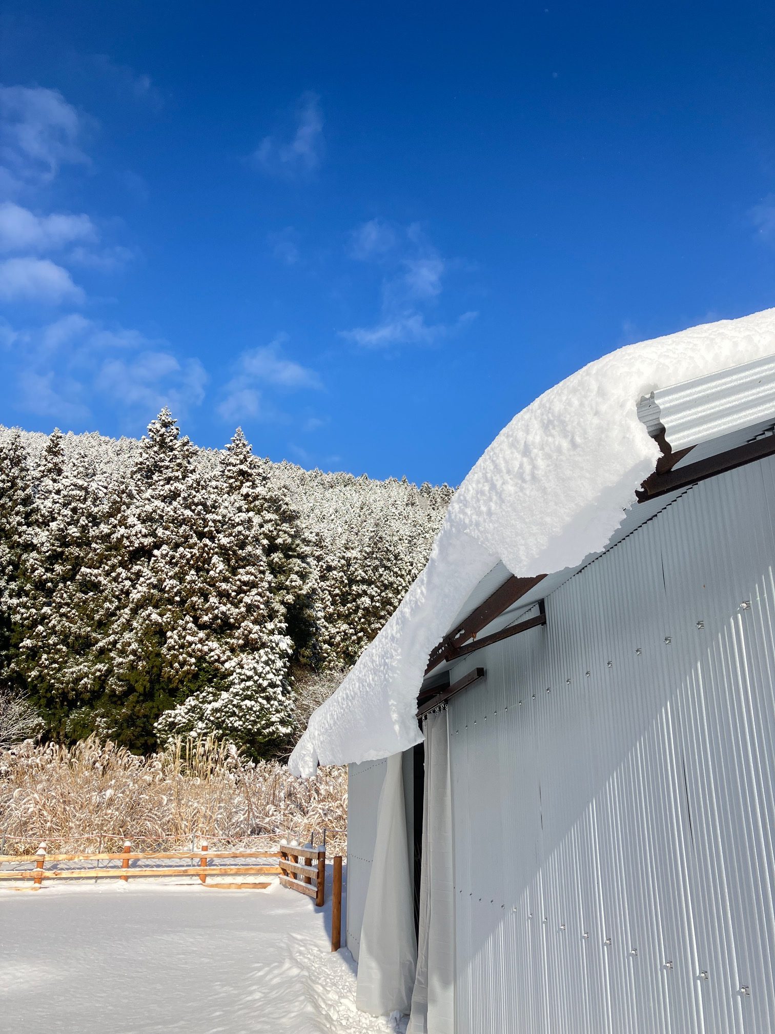 千本テラスの冬）