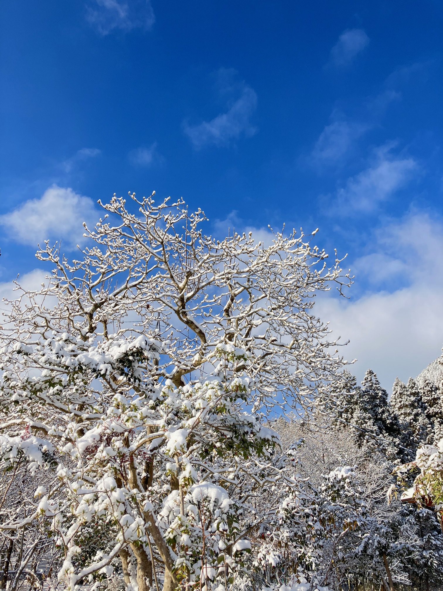 千本テラスの冬景色