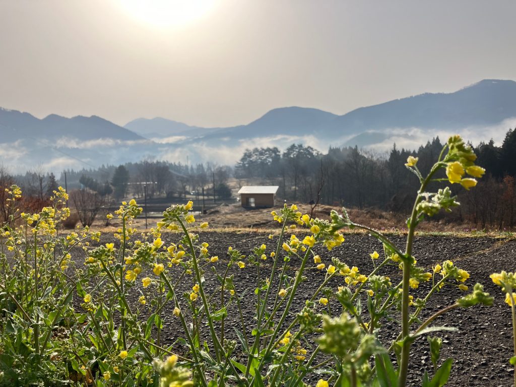 朝日、菜の花、雲海