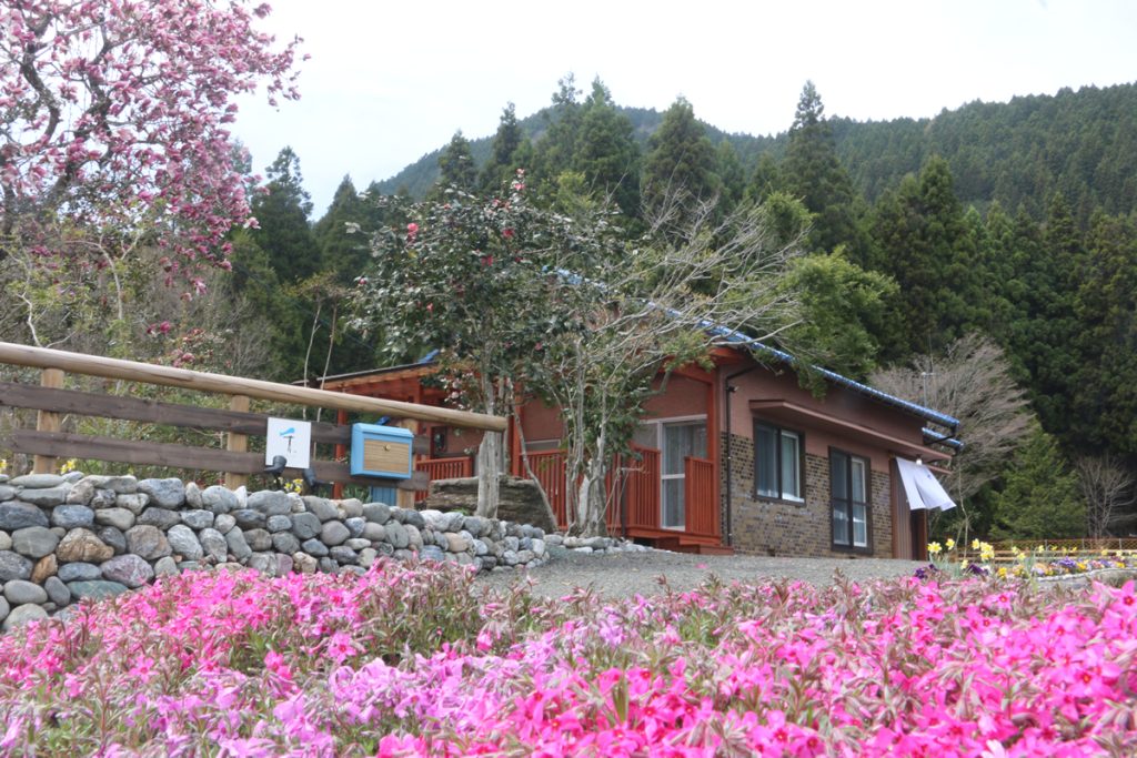 芝桜とモクレンの花