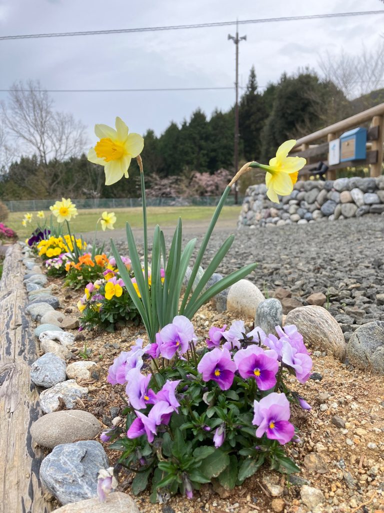 花壇の花