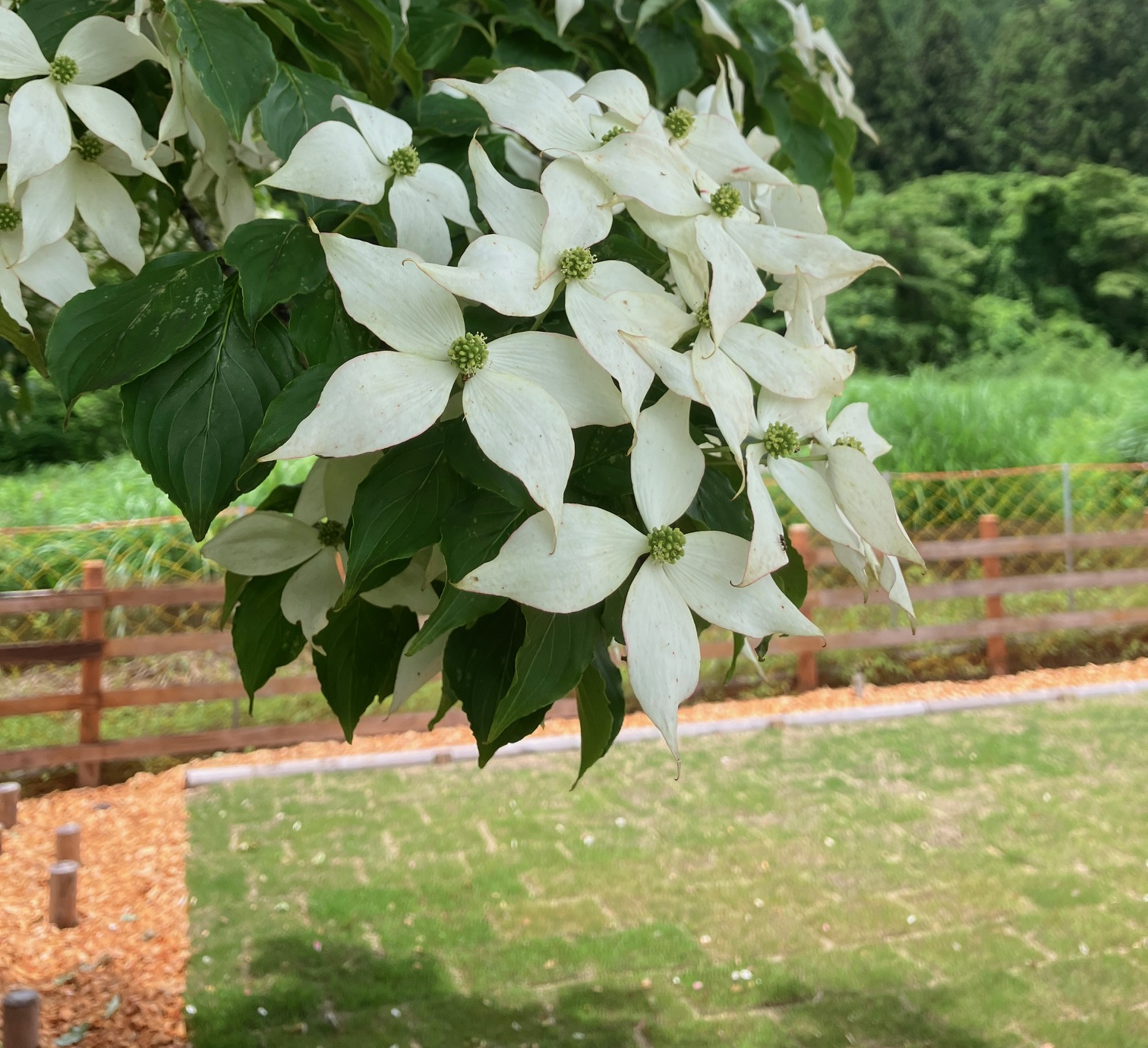 やまぼうし