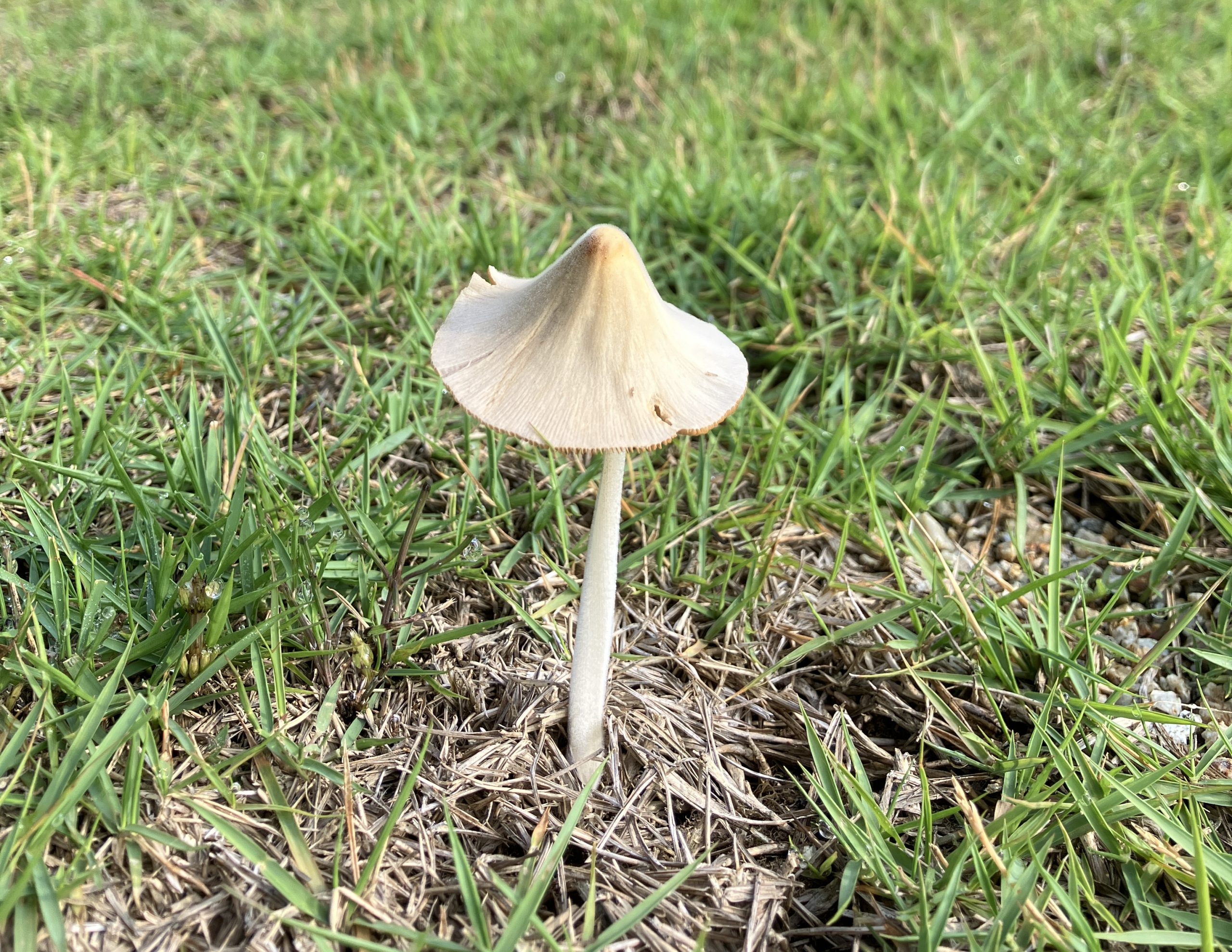 きのこ