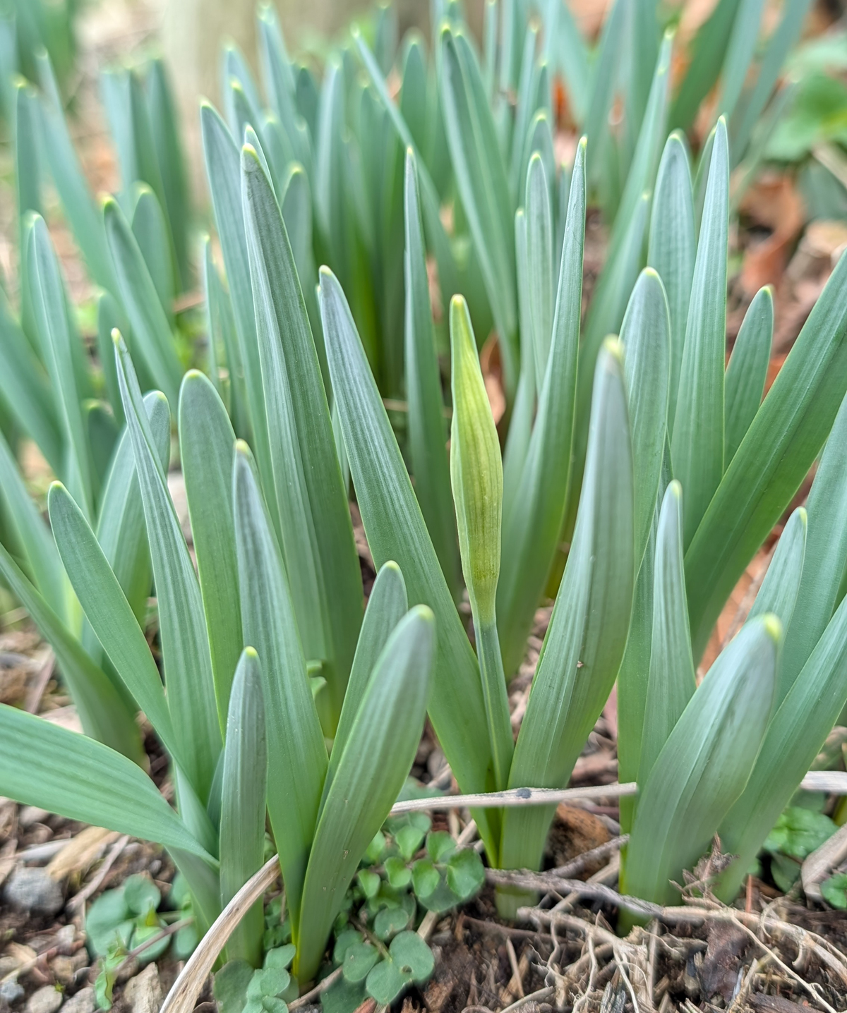 水仙が咲きそう
